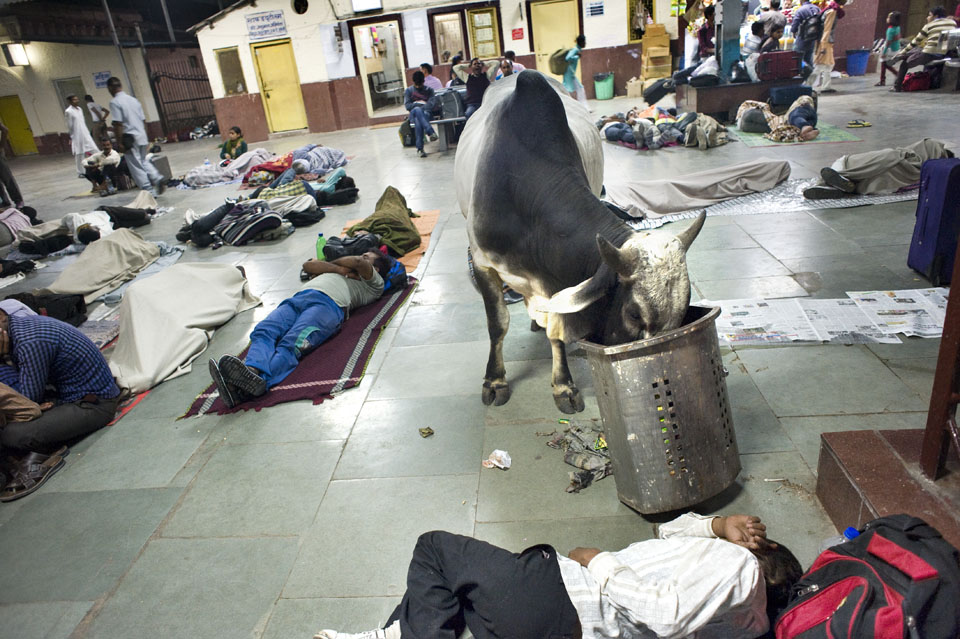Een koe eet uit een vuilnisbak op station Jhansi.