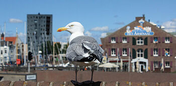 Zeeland wint peiling over decentrale ov-tarieven